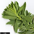 SpeciesSub: subsp. mauritanica